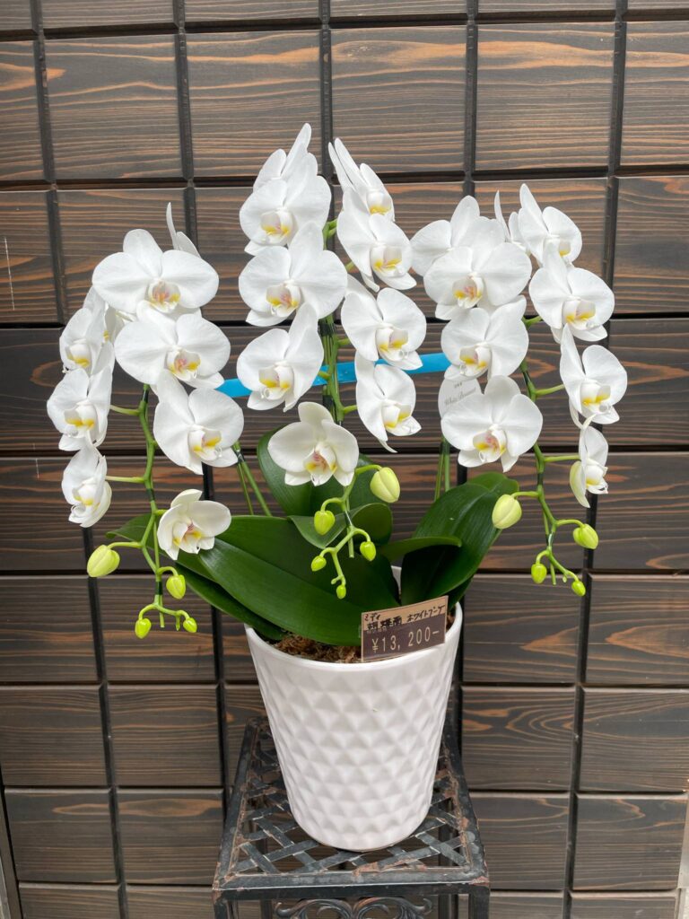 3b2cf6b9-484e-4f0c-9f78-