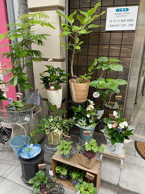 高知の花屋 池田生花店 高知の花屋 池田生花店