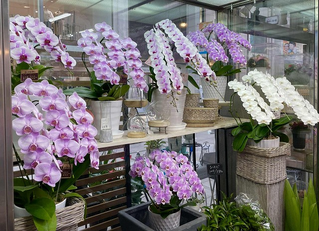 高知の花屋 池田生花店 高知の花屋 池田生花店